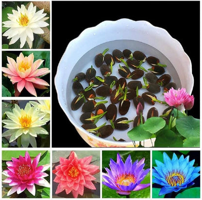 SEMILLAS DE FLOR DE LOTO - 15/20 SEMILLAS