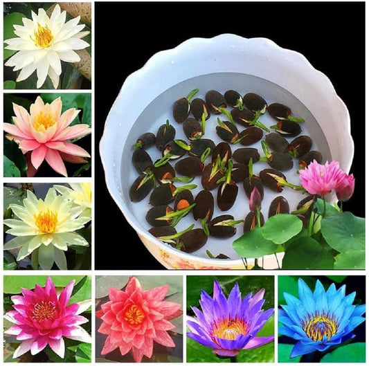 SEMILLAS DE FLOR DE LOTO - 15/20 SEMILLAS