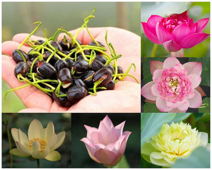 SEMILLAS DE FLOR DE LOTO - 15/20 SEMILLAS