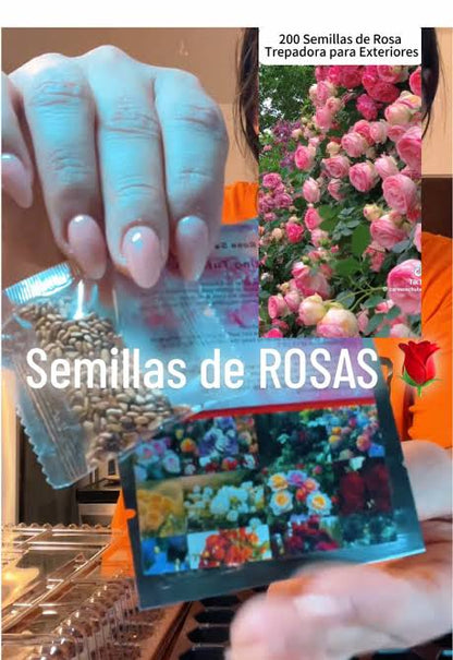 SEMILLAS DE ROSA TREPADORA - 100 SEMILLAS