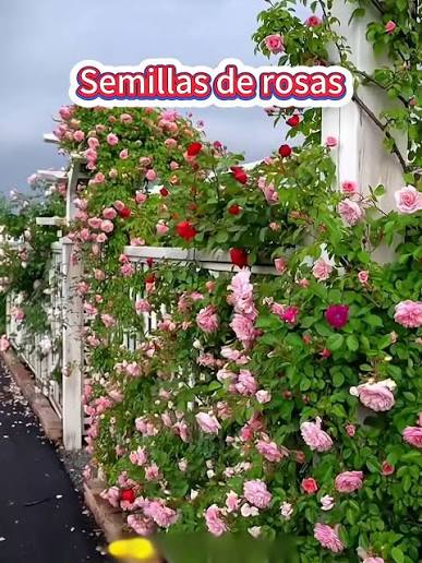 SEMILLAS DE ROSA TREPADORA - 100 SEMILLAS