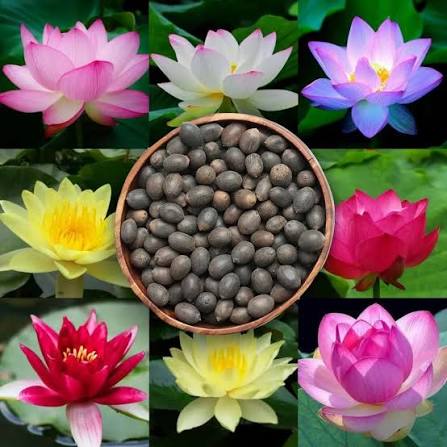 SEMILLAS DE FLOR DE LOTO - 15/20 SEMILLAS