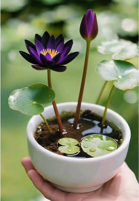 SEMILLAS DE FLOR DE LOTO - 15/20 SEMILLAS