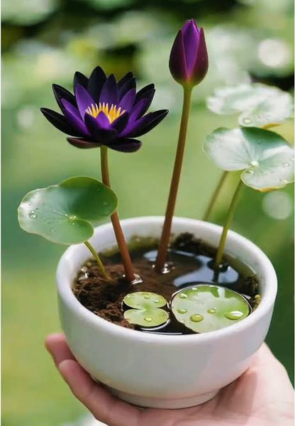 SEMILLAS DE FLOR DE LOTO - 15/20 SEMILLAS