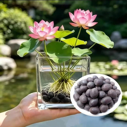 SEMILLAS DE FLOR DE LOTO - 15/20 SEMILLAS